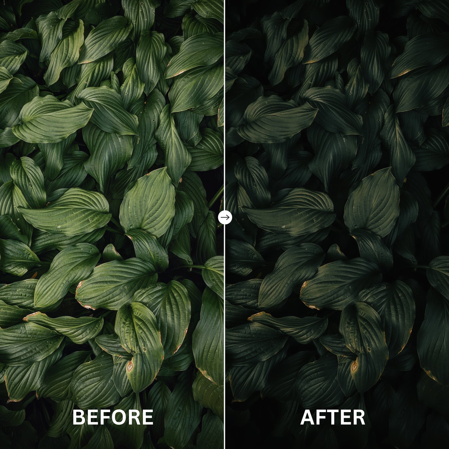 Soft Green Lightroom Presets